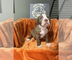 Puppy Red American Bully