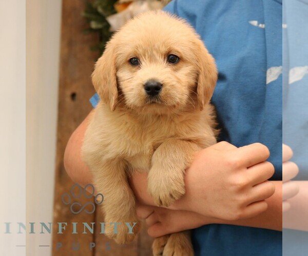Medium Photo #2 Goldador Doodle Puppy For Sale in NARVON, PA, USA