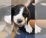 Small #3 Bluetick Coonhound