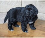 Small Photo #4 Newfoundland Puppy For Sale in FREDERICKSBG, OH, USA