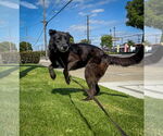Small #1 Labrador Retriever Mix