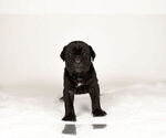 Small Photo #5 Mastiff-Neapolitan Mastiff Mix Puppy For Sale in BRISTOL, IN, USA