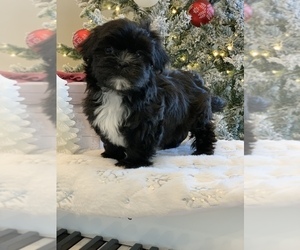 Mal-Shi Puppy for sale in EASLEY, SC, USA
