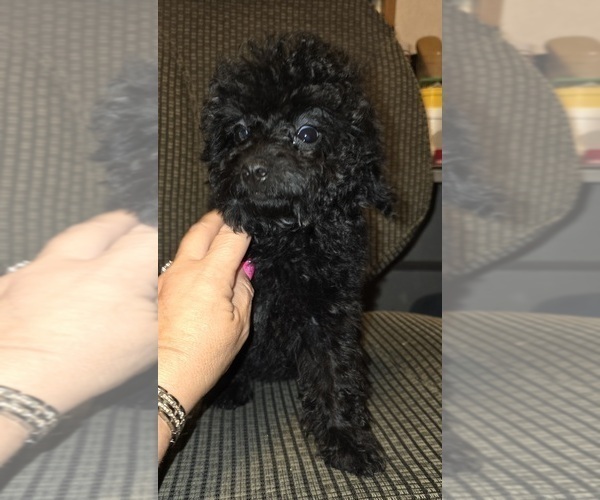 Medium Photo #15 Poodle (Toy) Puppy For Sale in DYERSBURG, TN, USA