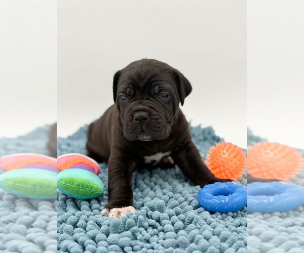 Medium Photo #3 Mutt Puppy For Sale in Brooklyn, NY, USA