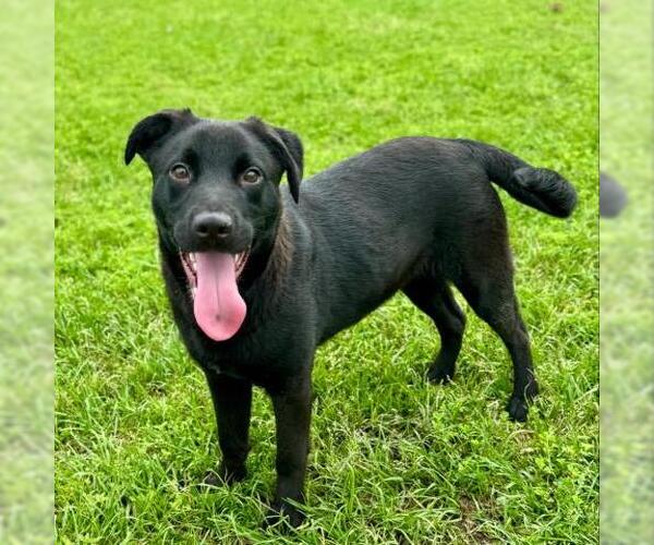 Medium Photo #2 Labrador Retriever Puppy For Sale in Conroe, TX, USA