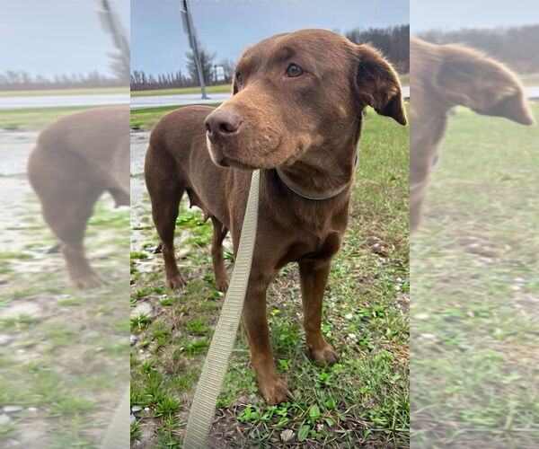 Medium Photo #2 Shepradors Puppy For Sale in Aurora, IN, USA