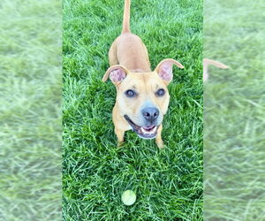 Meadow #2 - Female Labrador Retriever-Unknown Mix Dog for Adoption - Photo #4