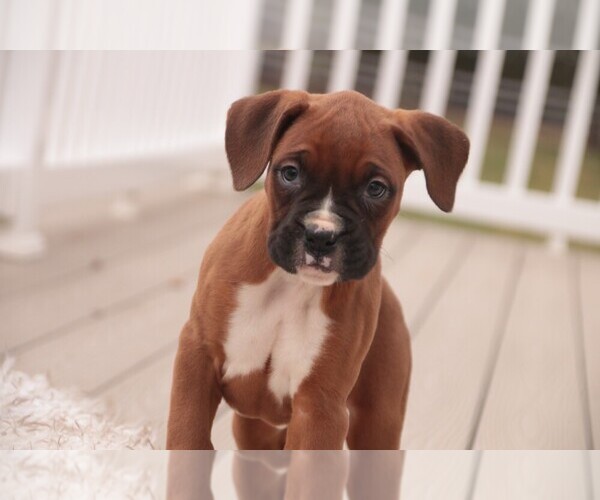 Medium Photo #5 Boxer Puppy For Sale in SHIPSHEWANA, IN, USA
