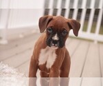 Small #4 Boxer