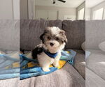 Small #1 Havanese