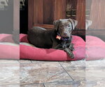 Small #3 Mutt