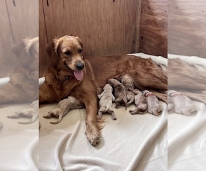Mother of the Golden Retriever puppies born on 05/27/2026