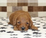 Small #2 Cavapoo (Miniature)