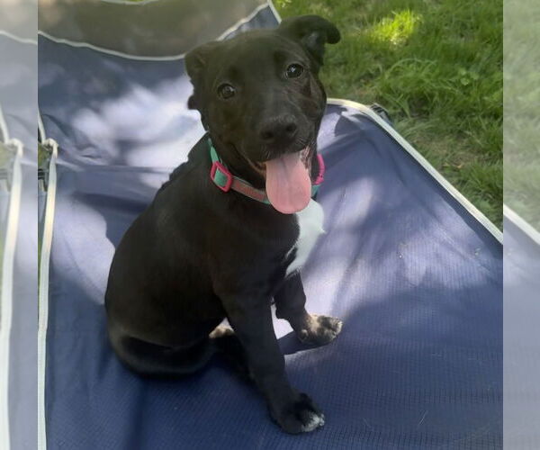 Medium Photo #26 Labrador Retriever-Unknown Mix Puppy For Sale in OKLAHOMA CITY, OK, USA