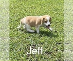 Puppy 3 Beagle