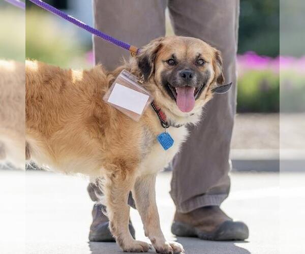 Medium Photo #7 Malti-pug Puppy For Sale in San Diego, CA, USA