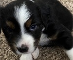 Small Photo #5 Miniature Australian Shepherd Puppy For Sale in PLACERVILLE, CA, USA