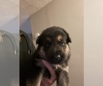 Small Photo #2 German Shepherd Dog Puppy For Sale in MARENGO, OH, USA