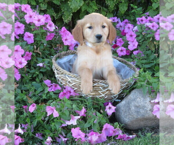 Medium Photo #32 Golden Retriever Puppy For Sale in THORP, WI, USA