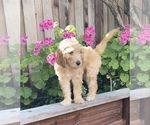 Small Photo #18 Goldendoodle Puppy For Sale in PITTSBURG, CA, USA