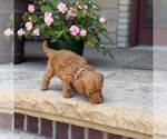 Small #1 Poodle (Standard)