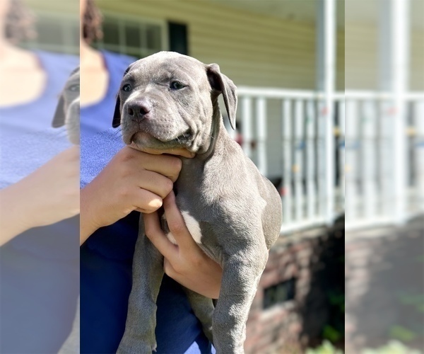 Medium Photo #3 American Bully Puppy For Sale in BEULAVILLE, NC, USA