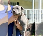 Small #2 American Bully