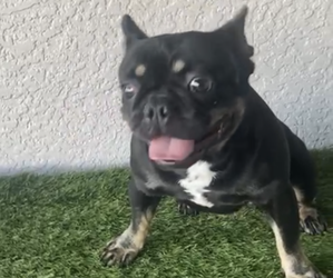 French Bulldog Puppy for sale in TAMPA, FL, USA