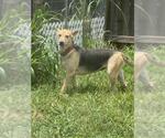 LORI - Female German Shepherd Dog-Unknown Mix Dog for Adoption - Small photo