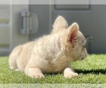 Small Photo #7 French Bulldog Puppy For Sale in CARLSBAD, CA, USA
