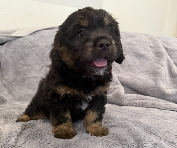 Medium Photo #2 Bernedoodle-French Bulldog Mix Puppy For Sale in EL DORADO HILLS, CA, USA