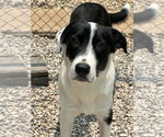 Small #3 Beagle Mix