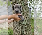 Small #11 Great Dane