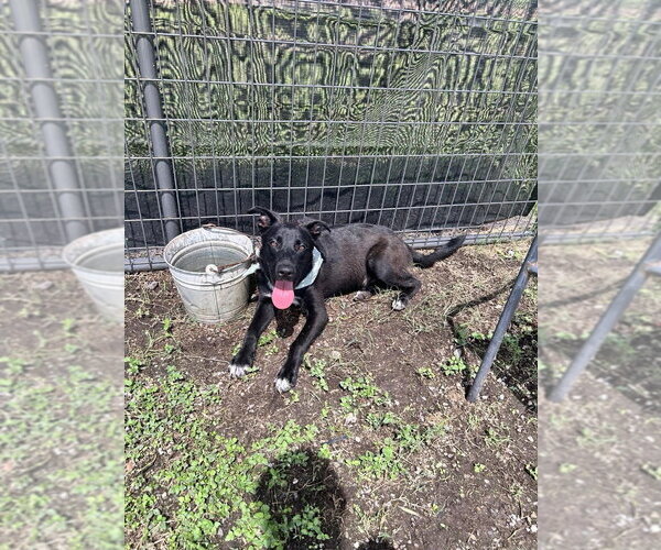 Medium Photo #3 Mutt Puppy For Sale in Abbeville, LA, USA