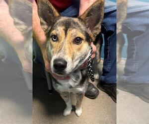 Siberian Husky-Unknown Mix Dogs for adoption in Houston, TX, USA