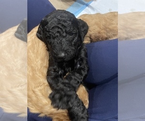 Labradoodle Puppy for sale in SUPPLY, NC, USA