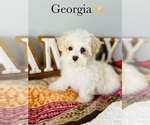 Small Photo #3 Maltipoo Puppy For Sale in MURFREESBORO, TN, USA