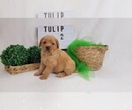 Puppy 3 Labradoodle