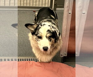 Mutt Dogs for adoption in Andover, MN, USA