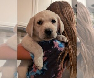 Labrador Retriever Puppy for sale in FORT LUPTON, CO, USA