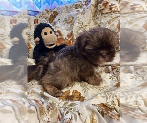 Shih Tzu Puppy for sale in SALUDA, SC, USA