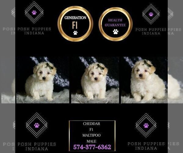 Medium Photo #45 Maltipoo Puppy For Sale in WARSAW, IN, USA