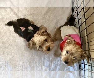 Yorkshire Terrier Puppy for Sale in LA VERNIA, Texas USA