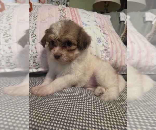 Medium Photo #55 Maltipom-Pomeranian Mix Puppy For Sale in HUDSON, MA, USA