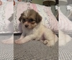 Small #54 Maltipom-Pomeranian Mix