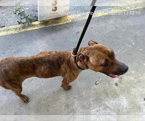 American Pit Bull Terrier-Unknown Mix Dogs for adoption in Ocala, FL, USA