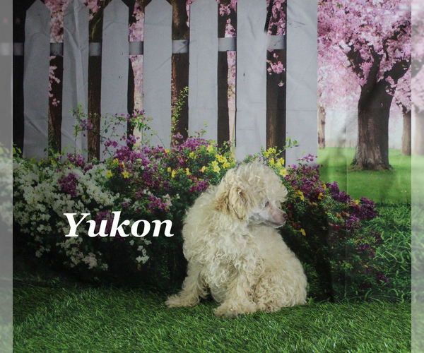 Medium Photo #17 Poodle (Toy) Puppy For Sale in CHANUTE, KS, USA