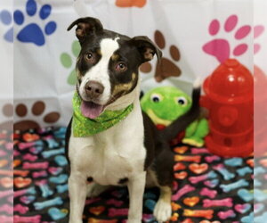 PATCHES - Female American Pit Bull Terrier-Unknown Mix Dog for Adoption - Photo #2