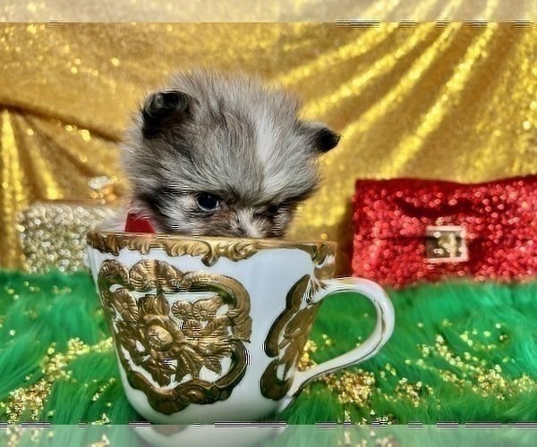 Medium Photo #39 Pomeranian Puppy For Sale in HAYWARD, CA, USA